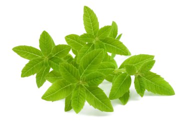 verbena