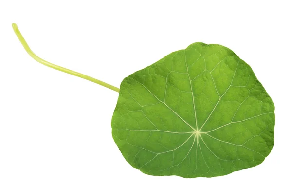 Nasturtium blad — Stockfoto