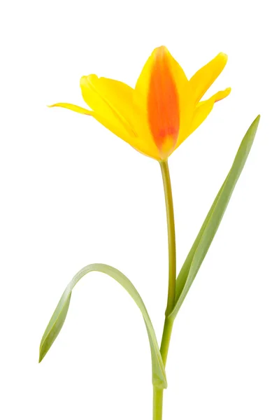 Yellow Tulip flower — Stock Photo, Image