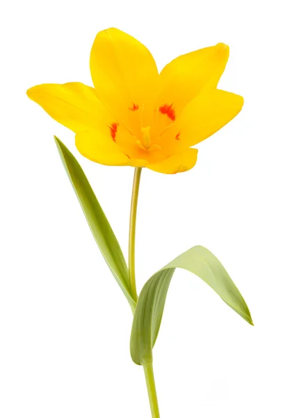 Yellow Tulip flower — Stock Photo, Image