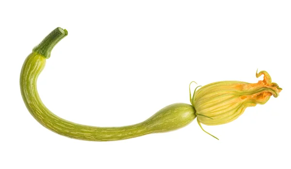 Zucchini — Stock Photo, Image