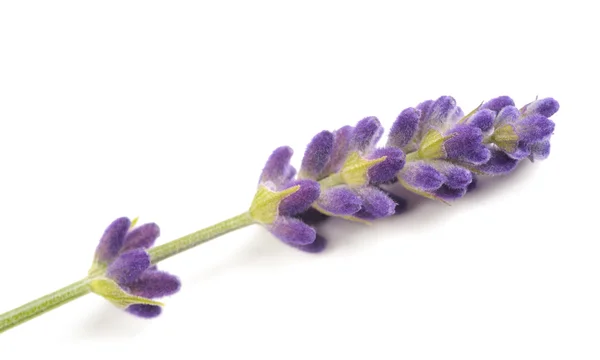 Lavendel — Stockfoto