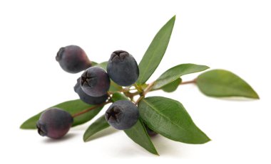 myrtle branch with berries on white background