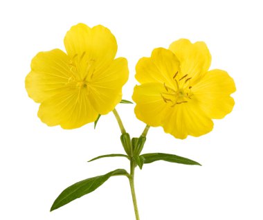 Sıradan bir akşam çiçekleri beyazda izole olur.