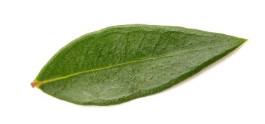 Beyaz arkaplanda izole edilmiş taze mersin yaprağı