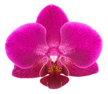 Güve orkidesi çiçeği başı beyaz renkte izole edilmiş.