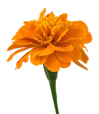 Beyaz arkaplanda etiketli çiçek izole edildi