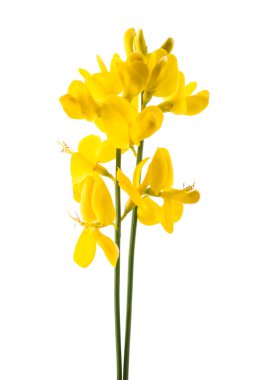 Gorse