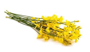 Gorse