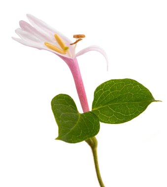 Beyaz arka plan üzerinde izole pembe Hanımeli Çiçek