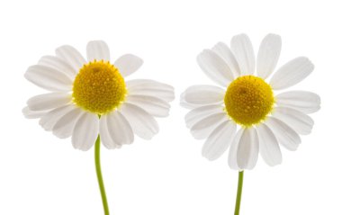 Beyaz arkaplanda izole papatya çiçekleri