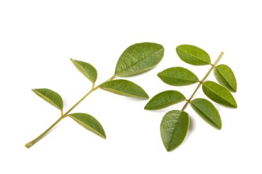 Meyan kökü dalları beyaz arkaplanda izole edilmiş