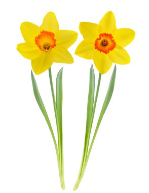 Sarı nergis çiçekleri beyaz arkaplanda izole edilmiş