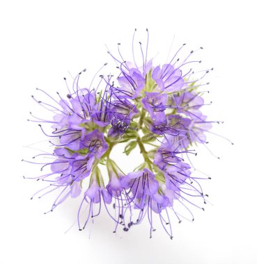 lacy phacelia, blue tansy  isolated on white background