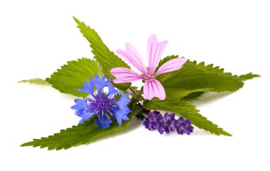 Beyaz yaban ördeği ve mısır çiçeği.