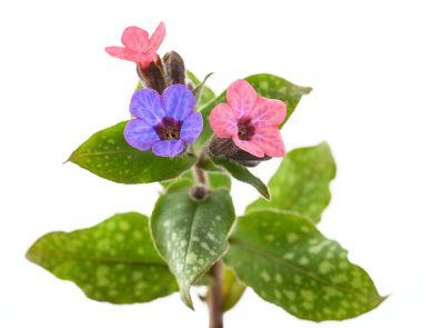 Akciğer otu (Pulmonaria officinalis) beyaz üzerine izole edilmiş