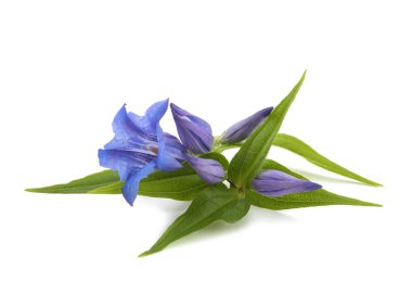 Centiyana