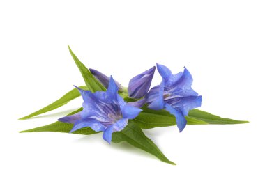 Centiyana
