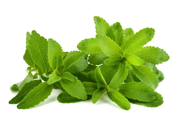 Stevia — Stock fotografie