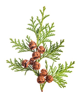 Lawson's cypress branch isolated on white