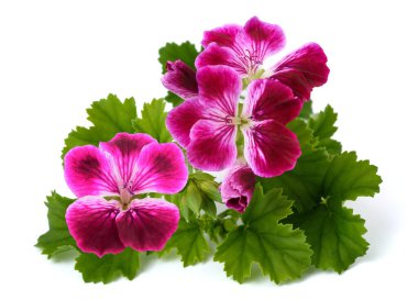 Pelargonium grandiflorum, aynı zamanda kraliyet sardunyası olarak da bilinir, canlı yapraklarla çiçek açar. Genellikle bahçelerde yetişen süs bitkisi.