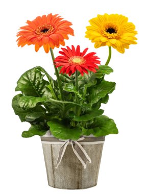 Vazodaki Gerbera bitkisi beyaz arkaplanda izole edildi