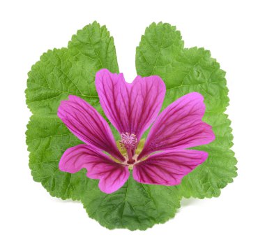 Beyaz arkaplanda yaprağı olan Mallow çiçeği