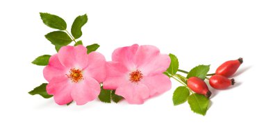 Beyaz arka planda izole edilmiş böğürtlenli köpek gülü dalı