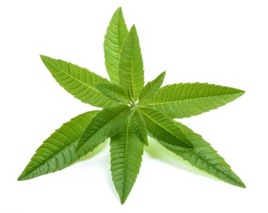 limon verbena beyaz arkaplanda izole