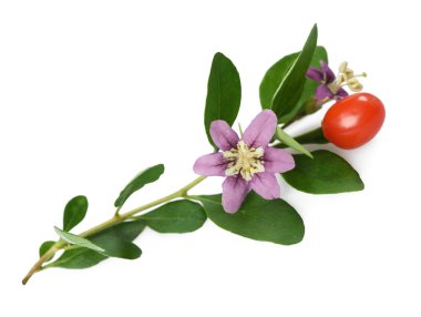 izole goji şube