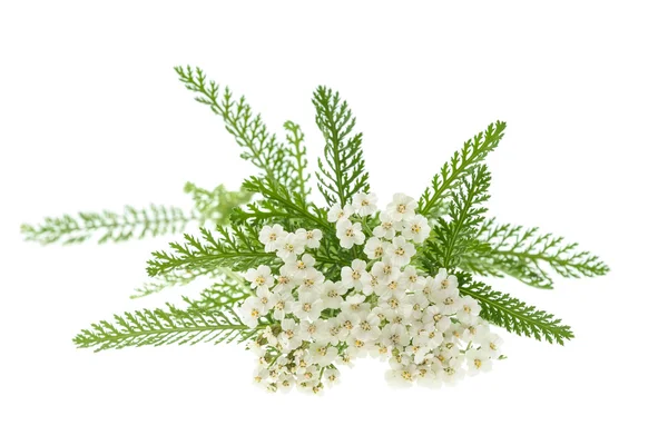 White yarrow flowers — Stock Photo, Image