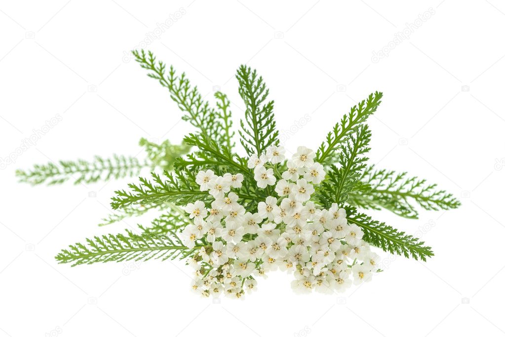 White yarrow flowers