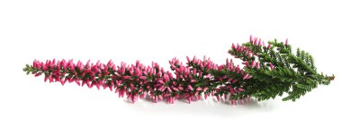 heather branch in flowers clipart