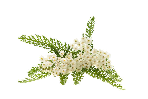 White yarrow flowers