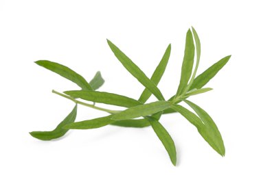 Tarhun veya estragon