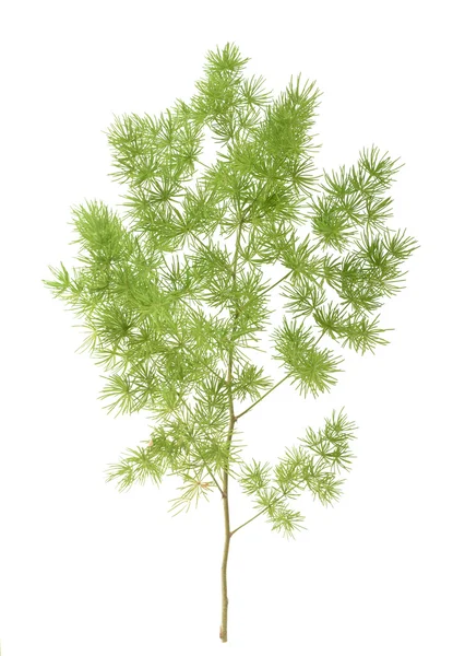 Asparagus setaceus isolated — Stock Photo, Image