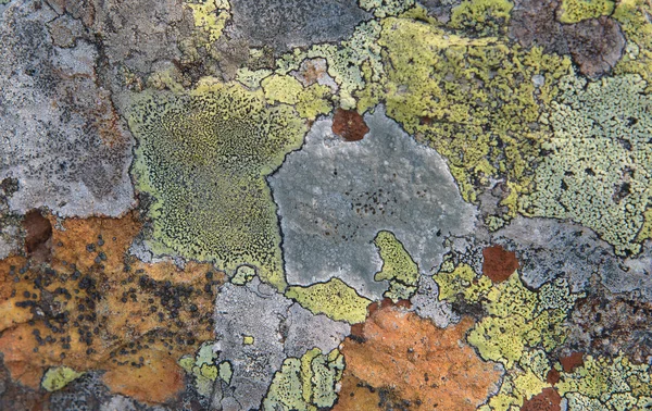 Lichen sobre piedra —  Fotos de Stock
