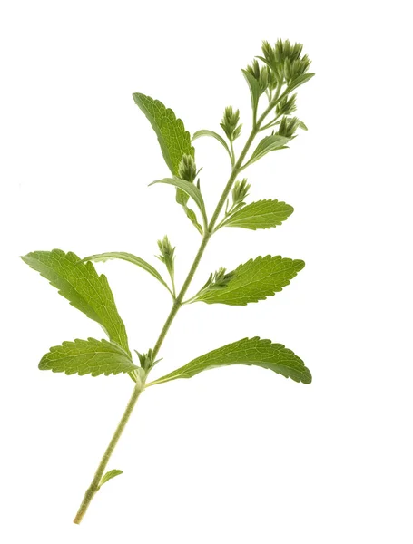 Stevia z kwiatami — Zdjęcie stockowe
