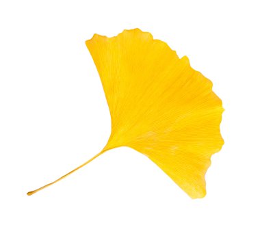 kurutulmuş ginkgo yaprağı