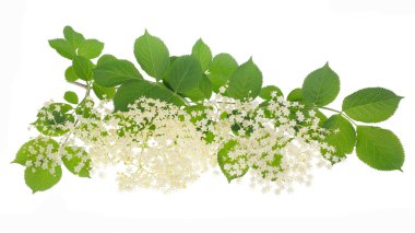 Taze mürver çiçeği