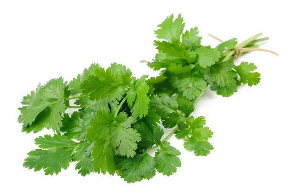 Baru Coriander sekelompok — Stok Foto