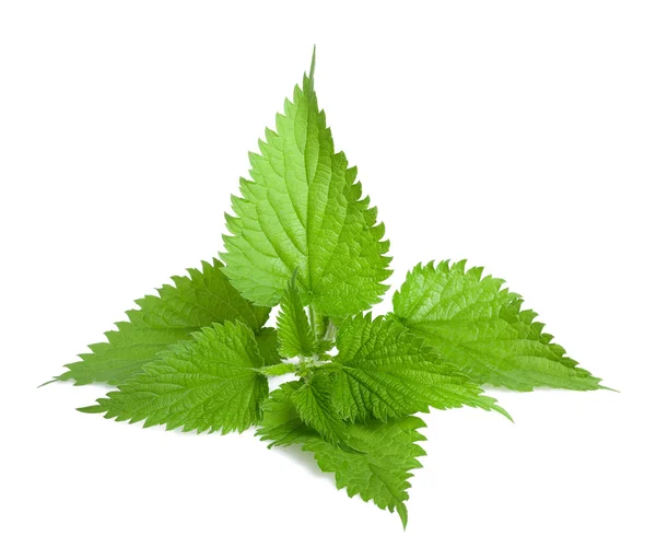 Green Stinging nettle — Stock Photo, Image