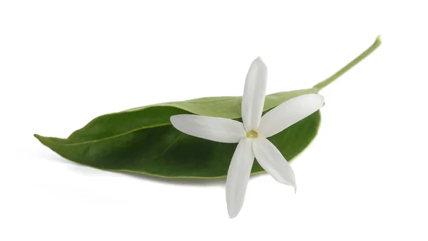 Jasmine flowers isolated — Stock Photo, Image
