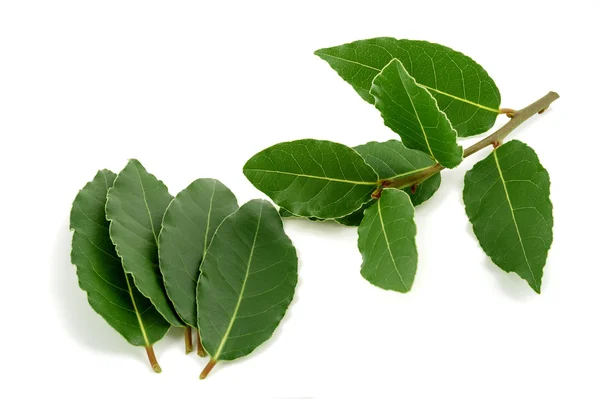 Laurel branch and leaves — Stock Photo, Image