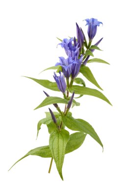 Yılan otu (Gentiana asclepiadea)