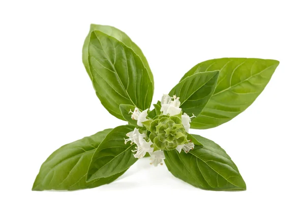 Basil bloemen geïsoleerd — Stockfoto