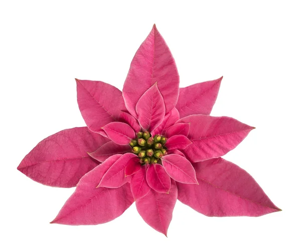 Fiore di poinsettia rosa — Foto Stock