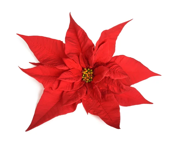 Flor de Poinsettia vermelha — Fotografia de Stock