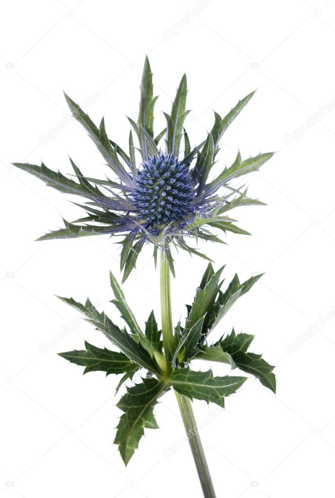Eryngium,blue sea holly — Stock Photo © scis65 93400962