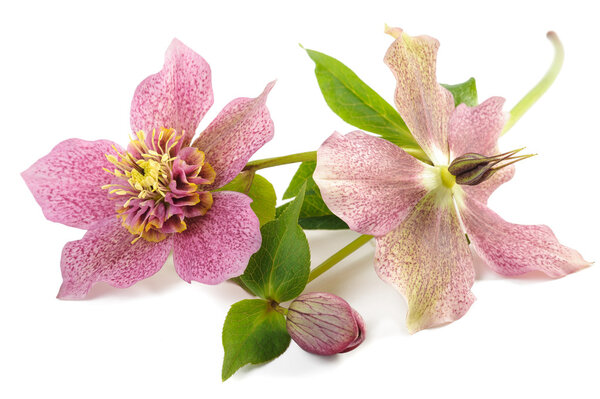 Hellebore flowers isolated